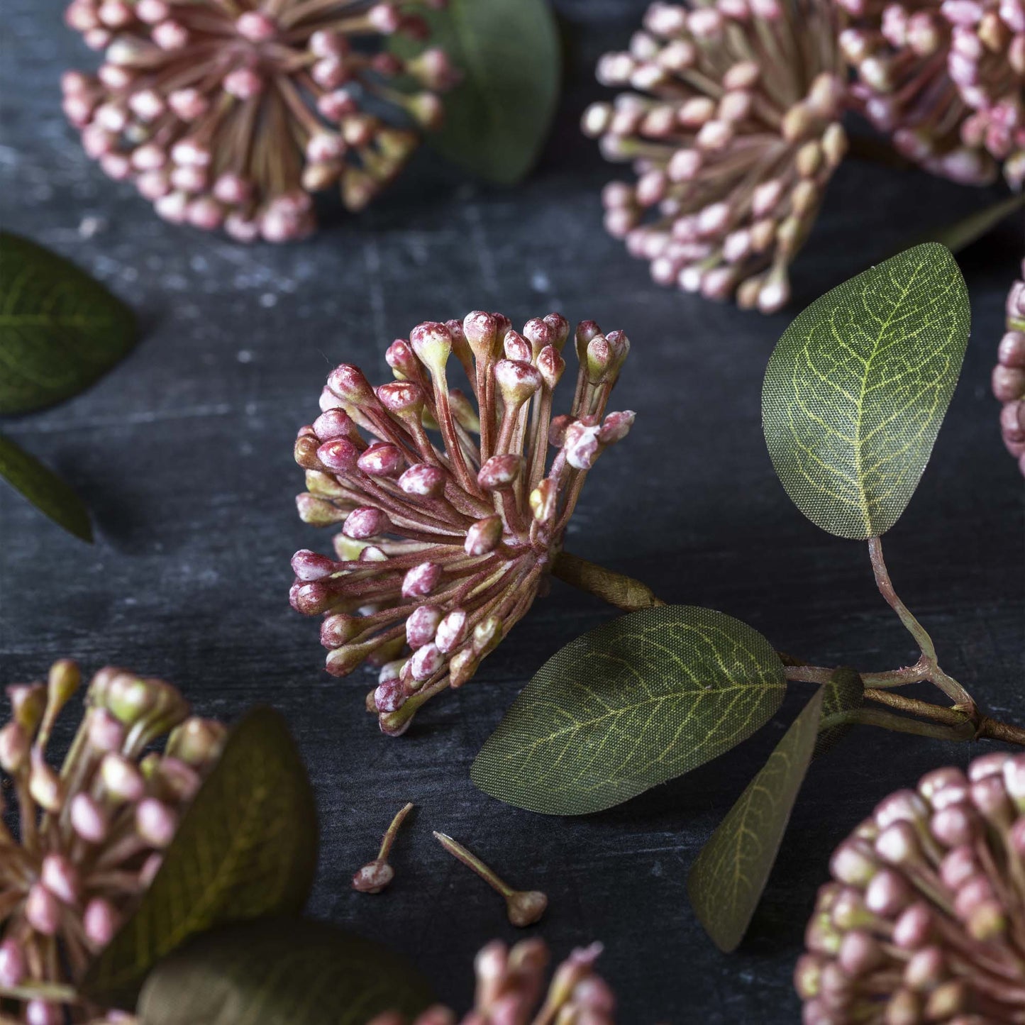 Eucalyptus Berry Stem