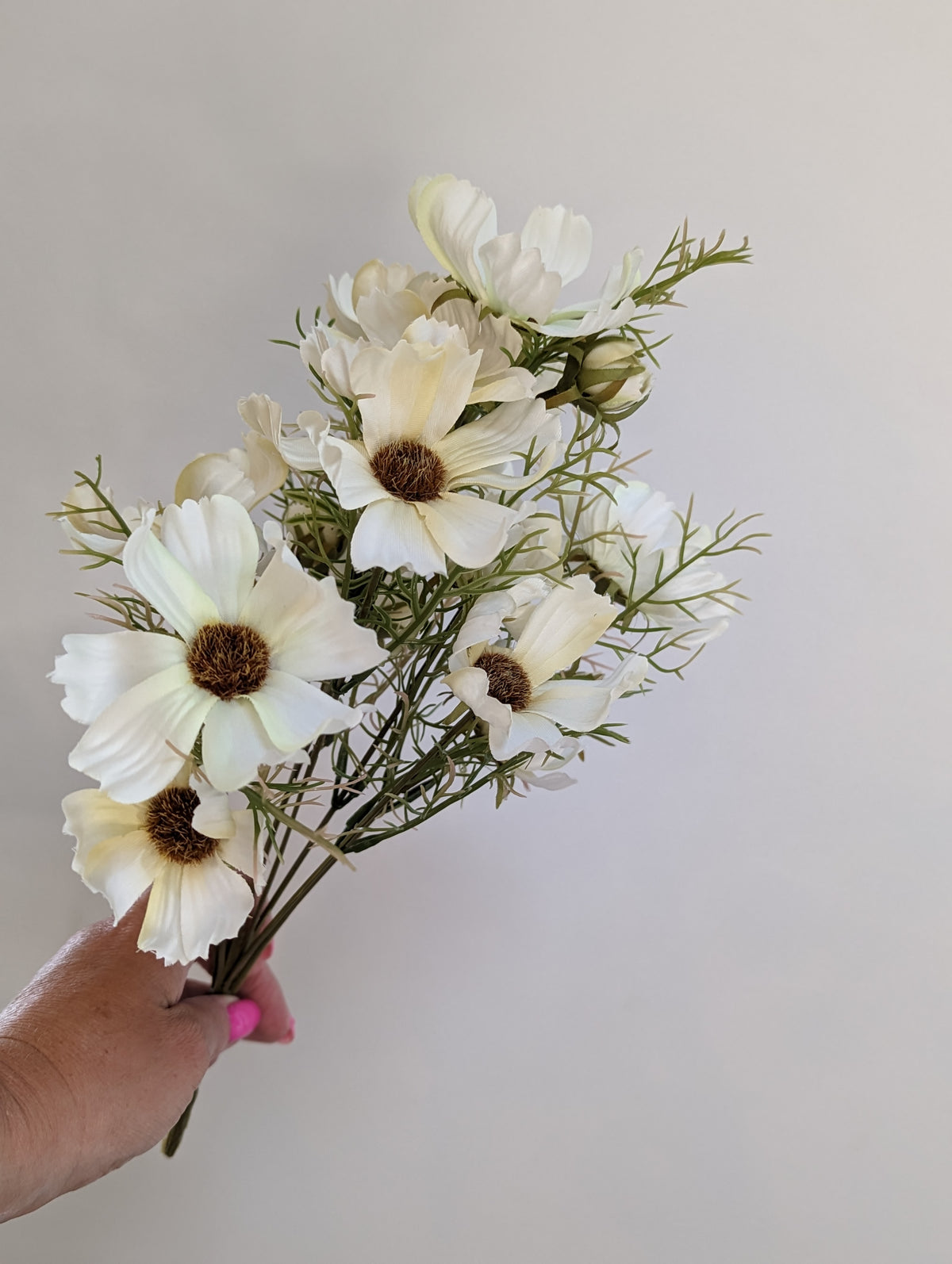 Cream Cosmos Spray