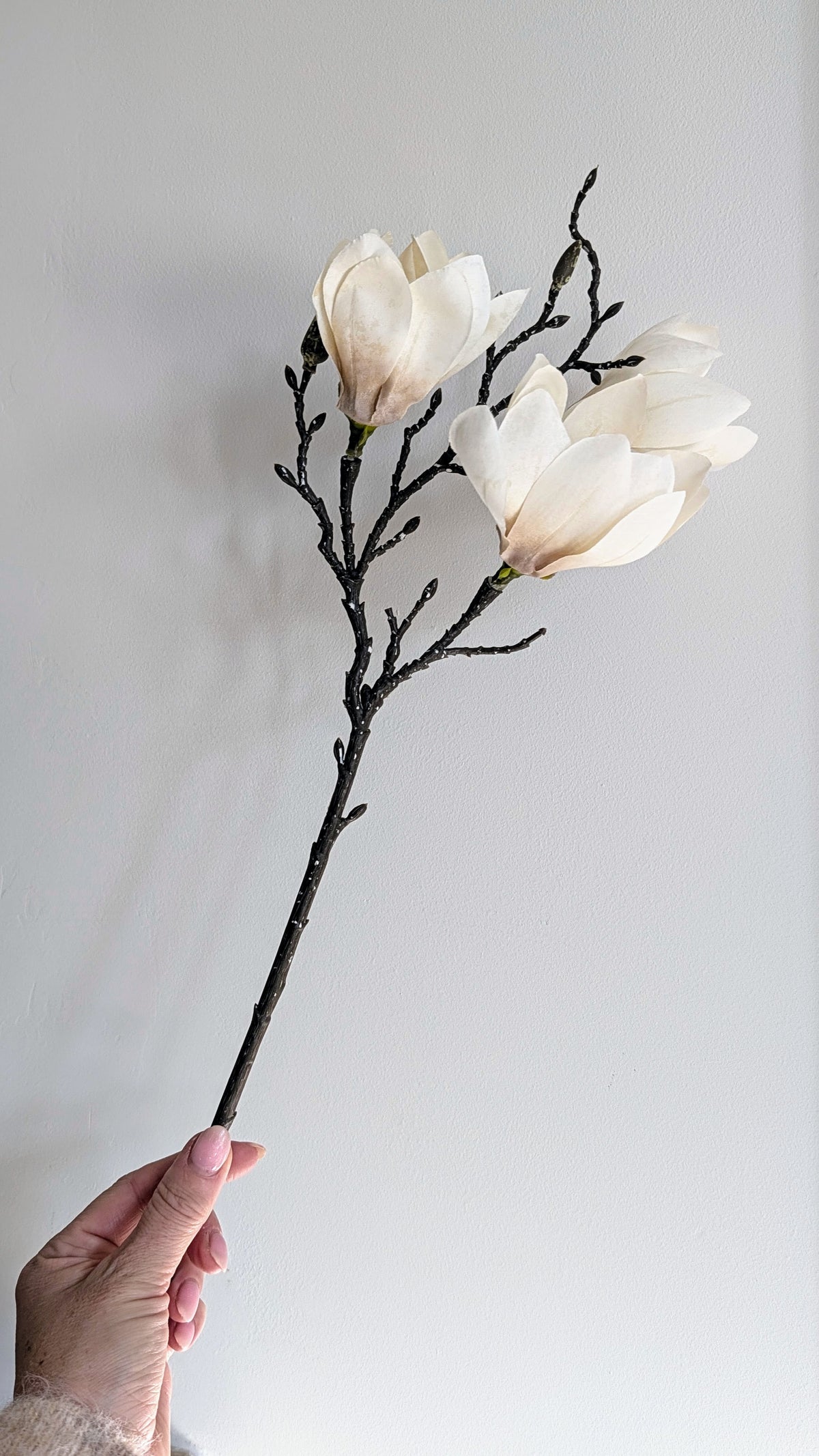 Short Stem Magnolia