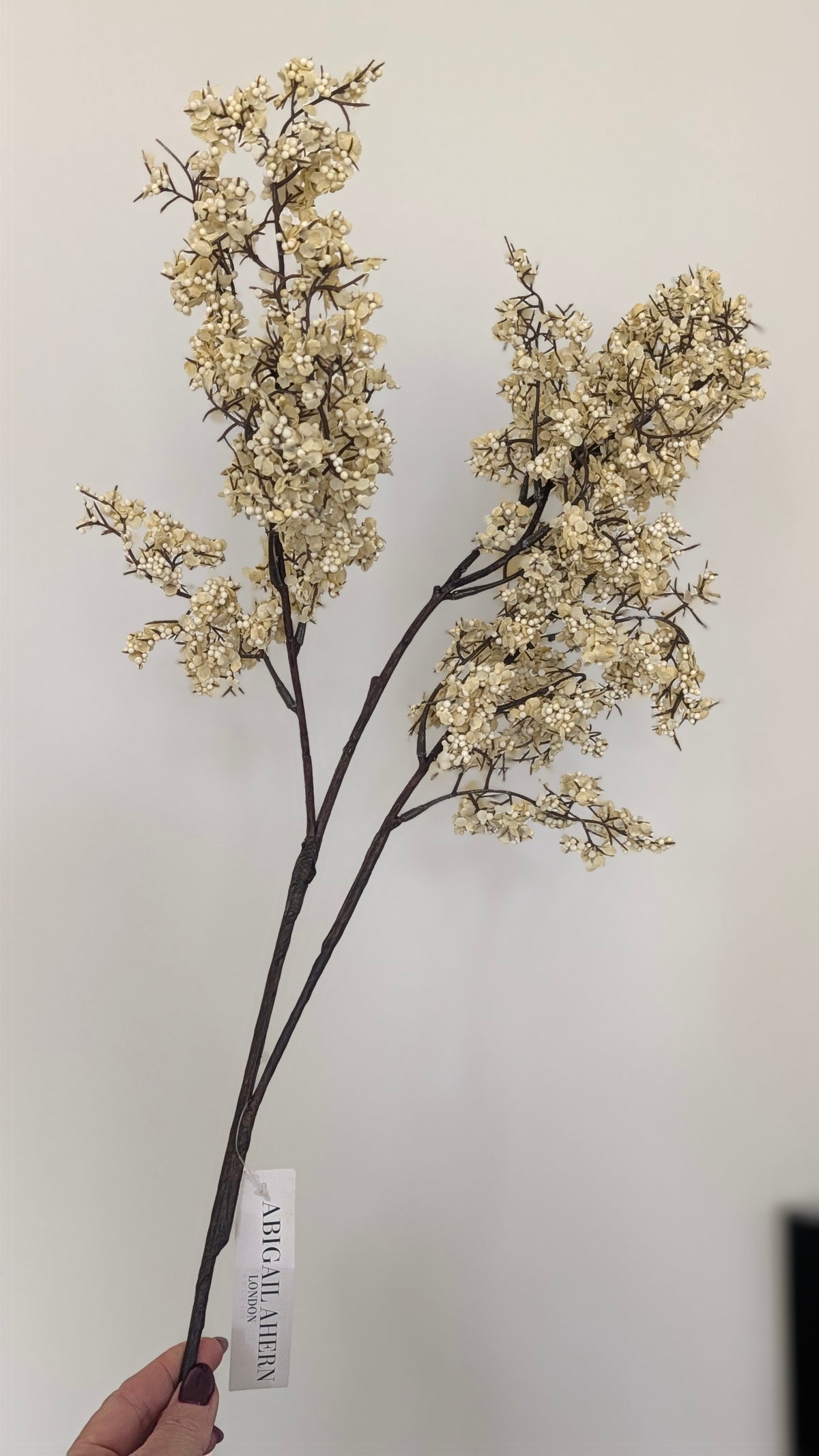 Winter Sedge