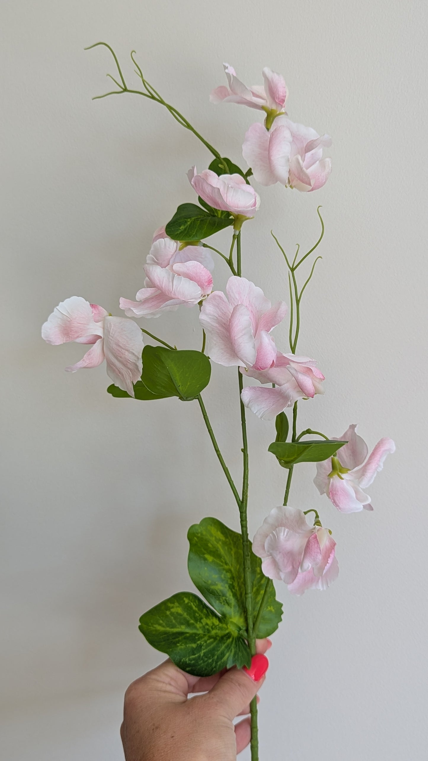 Pale Pink Sweetpea Stems