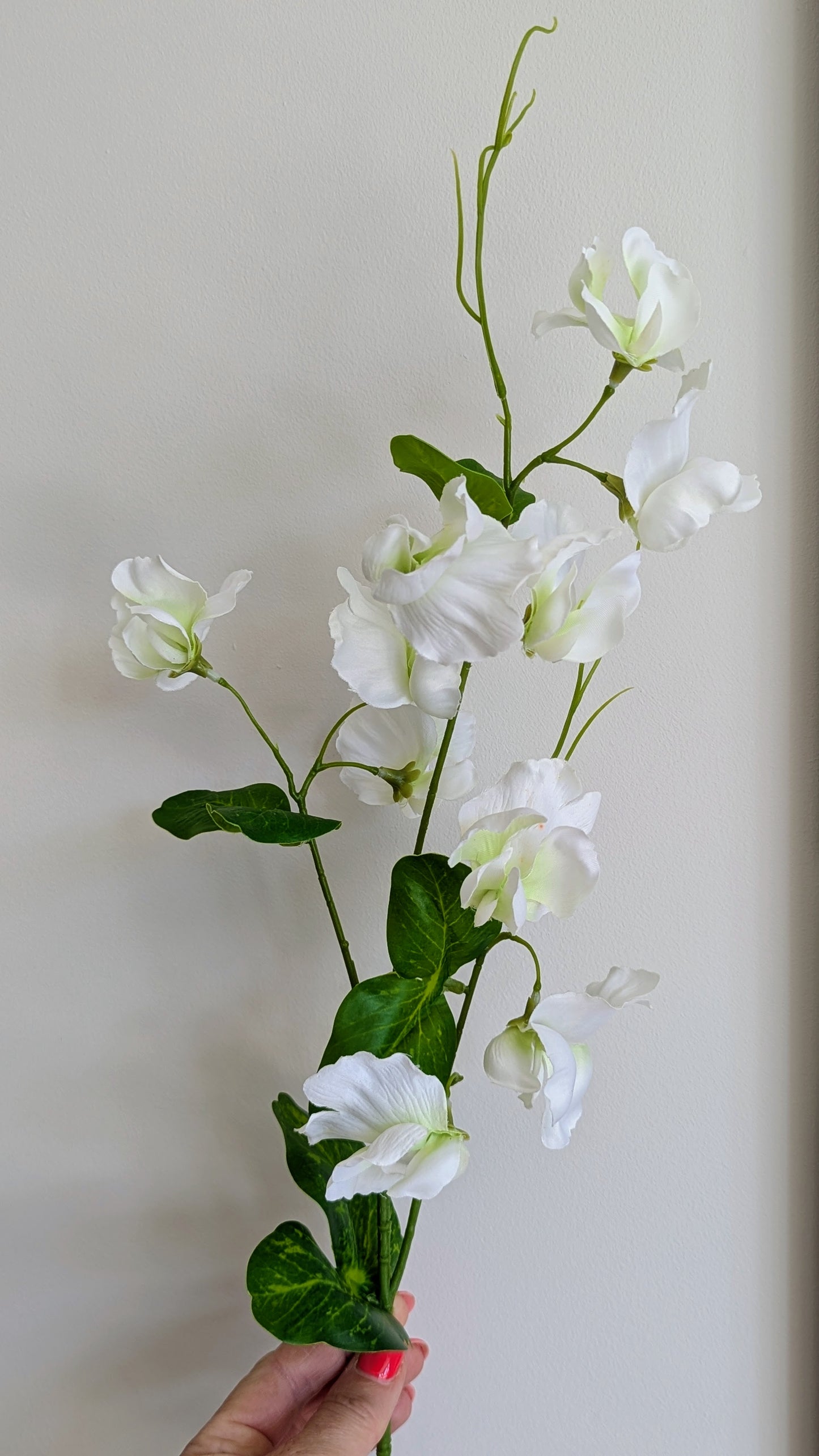 White Sweetpea Stems