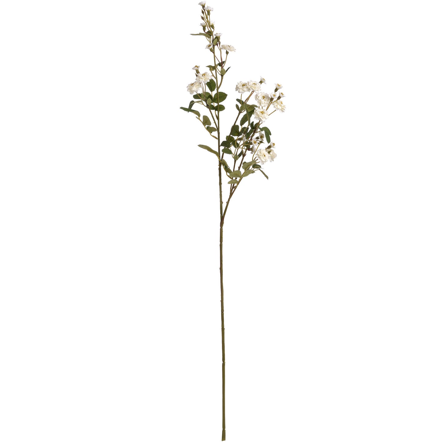 White Meadow Rose Stem