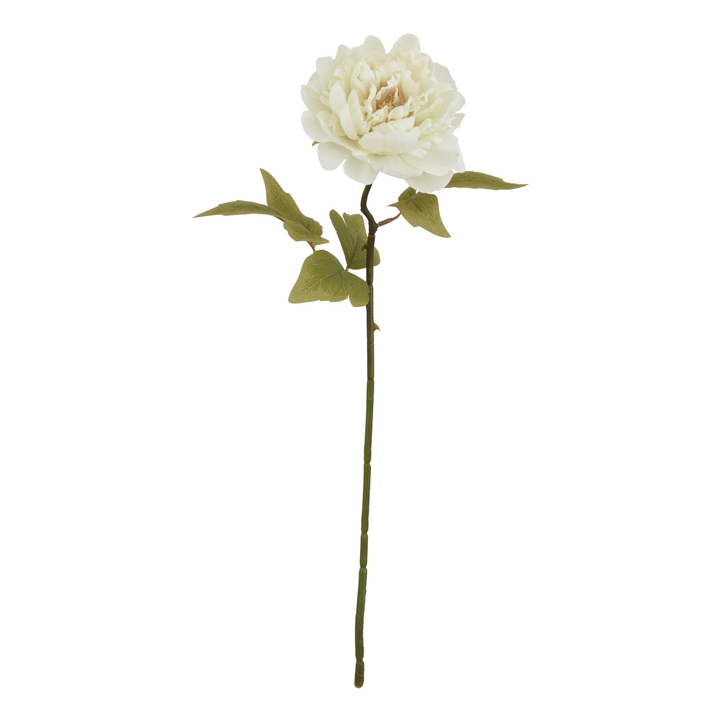White Peony Stem