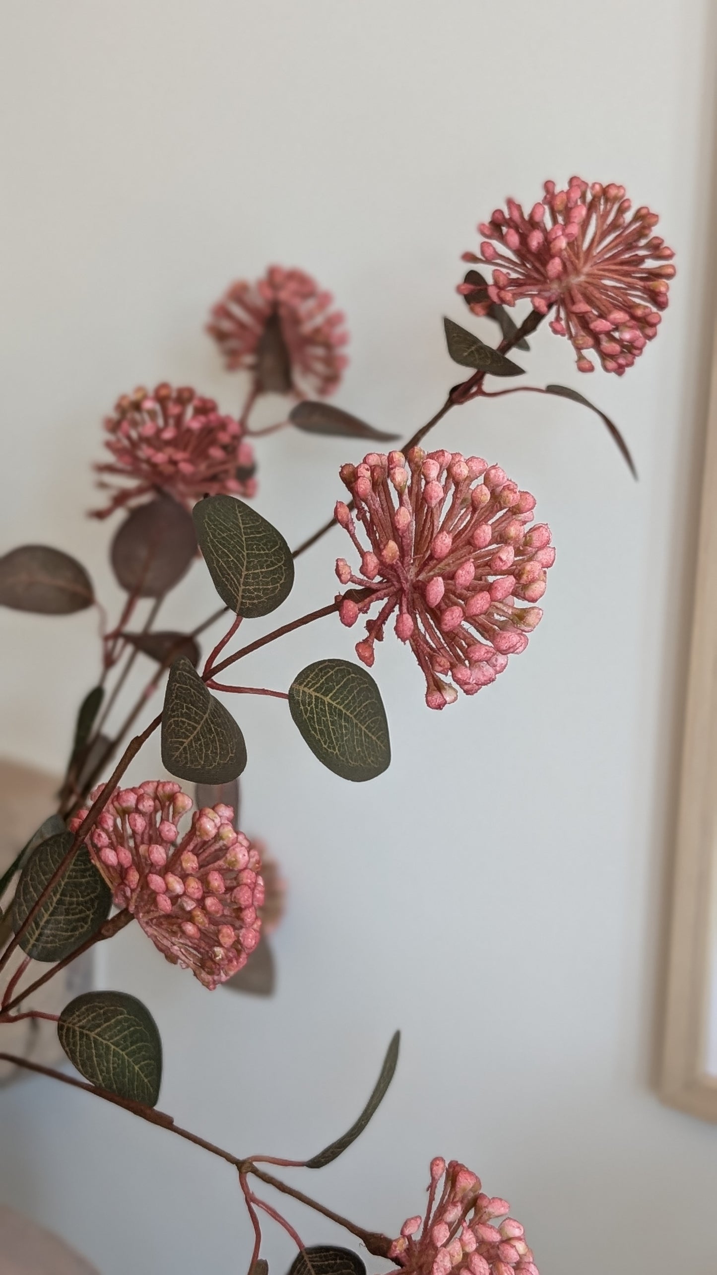 Eucalyptus Berry Stem