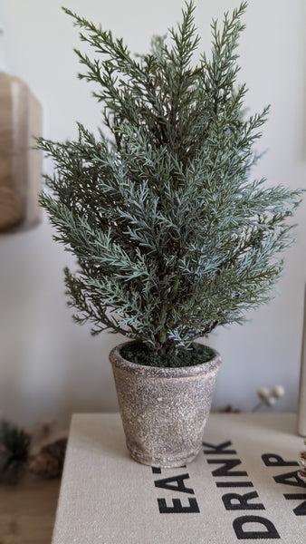 Small Potted Fir Tree