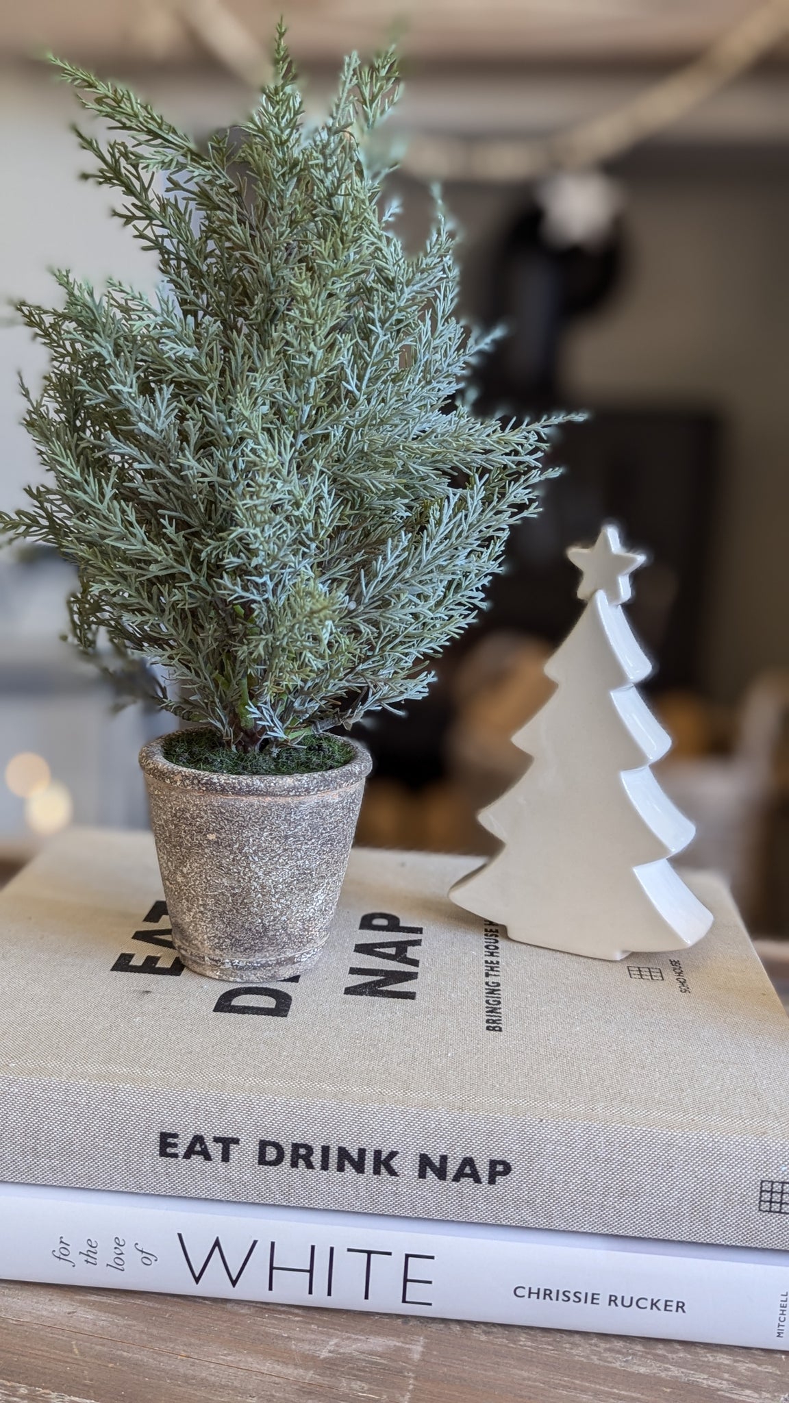 Small Potted Fir Tree