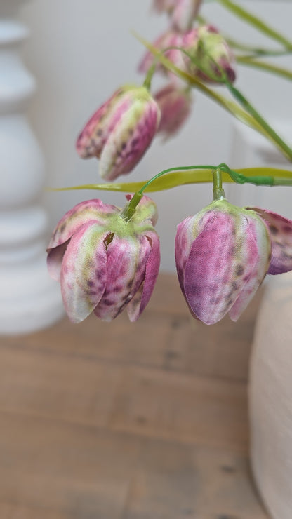 Purple Fritillaria Bunch