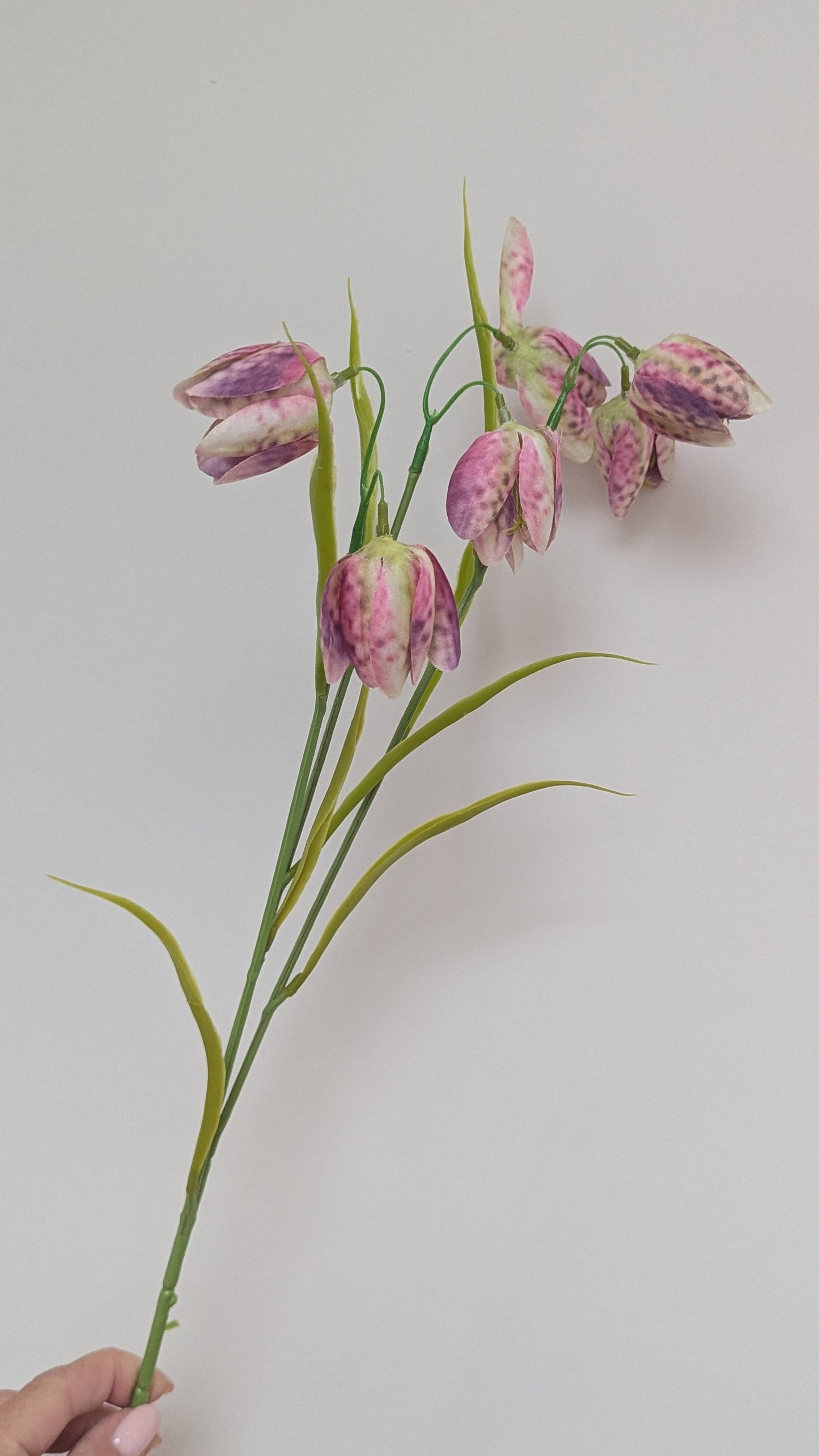Purple Fritillaria Bunch