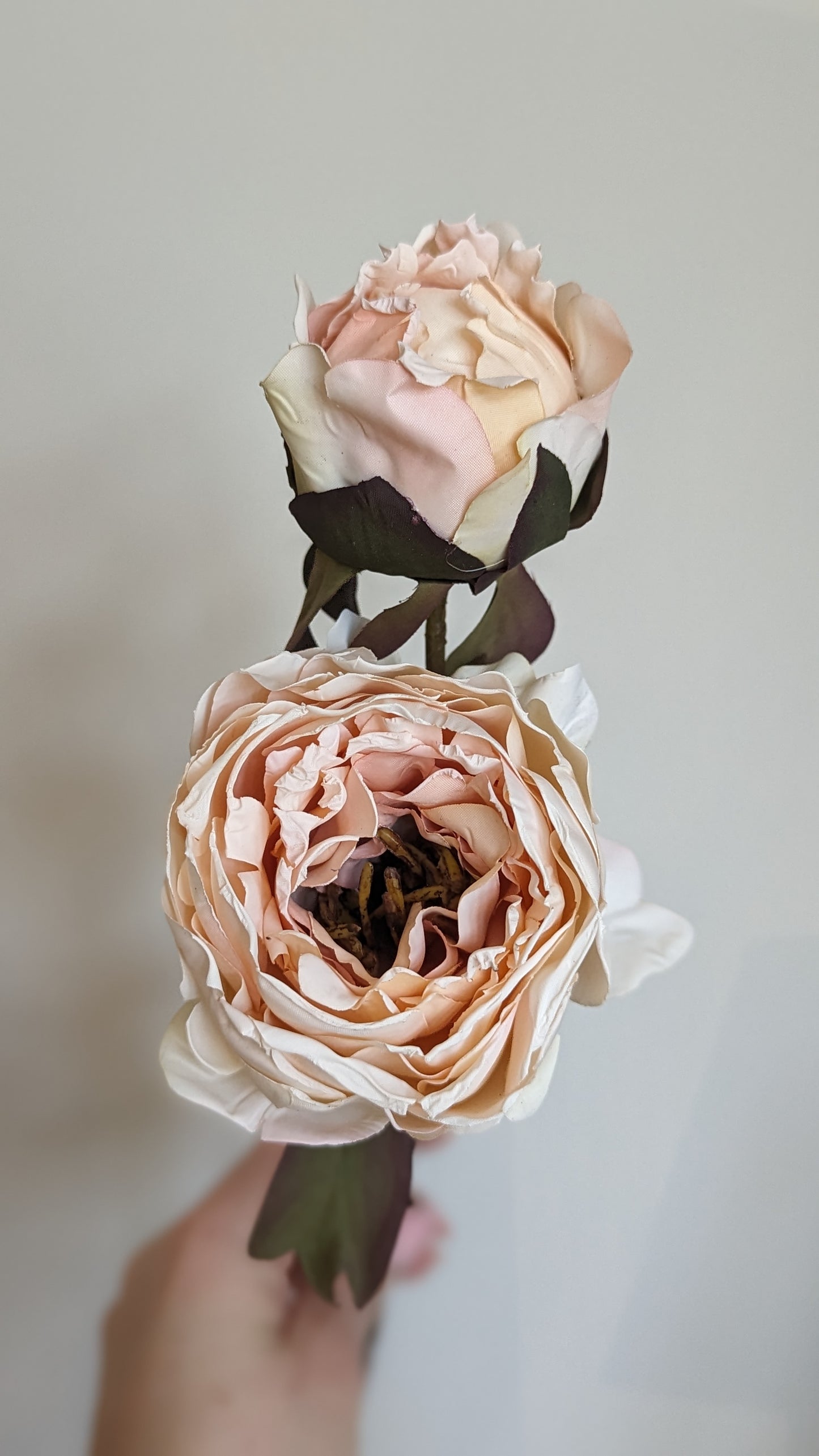 Blush Peony Stem