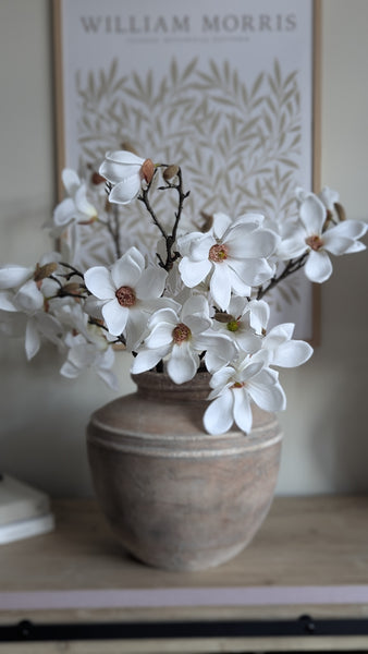 Magnolia Stem