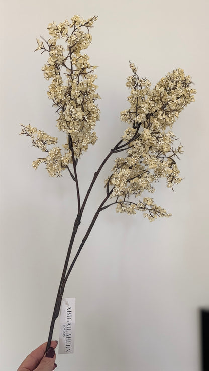 Winter Sedge