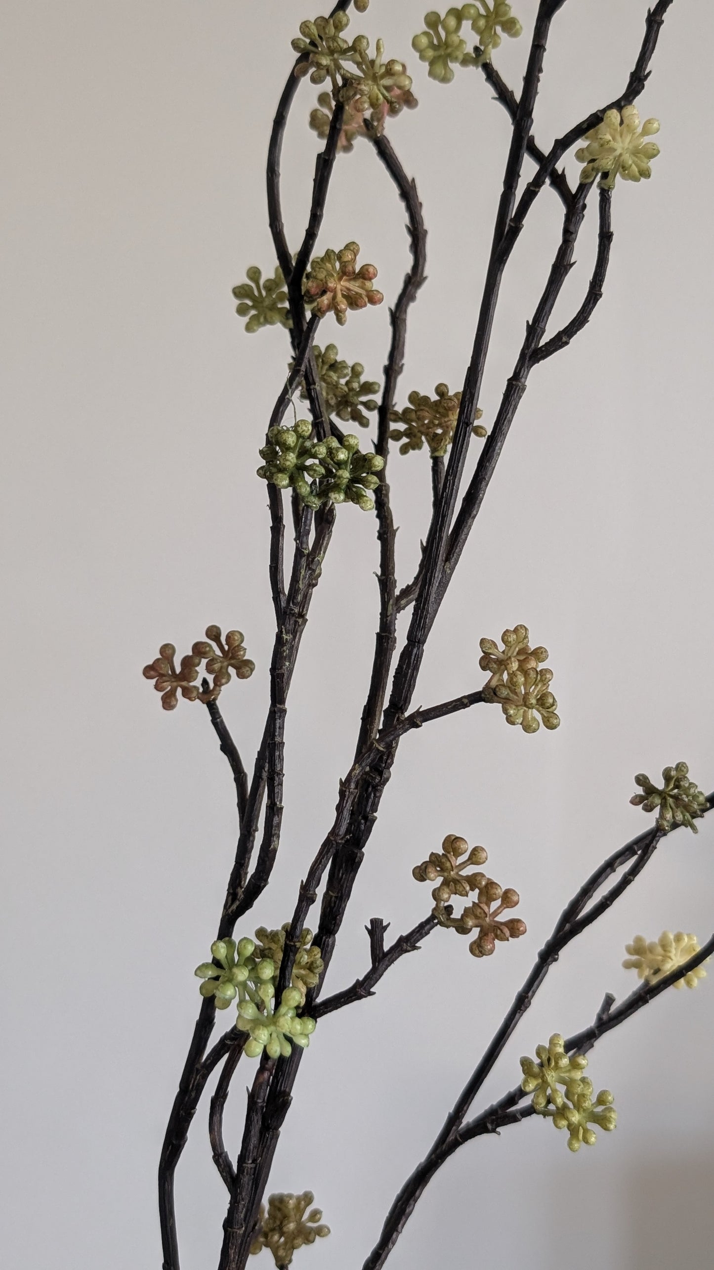 Sedum Branch