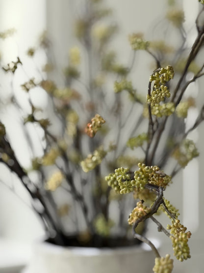 Sedum Branch