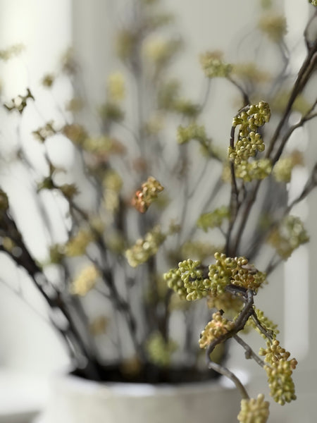 Sedum Branch
