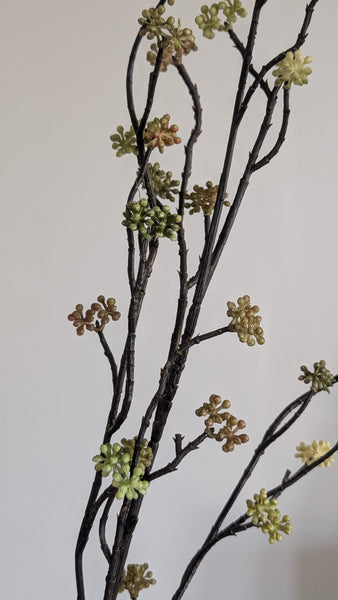 Sedum Branch