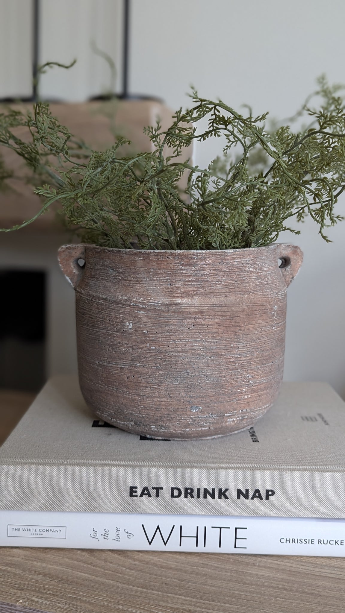 Asparagus Fern Bunch