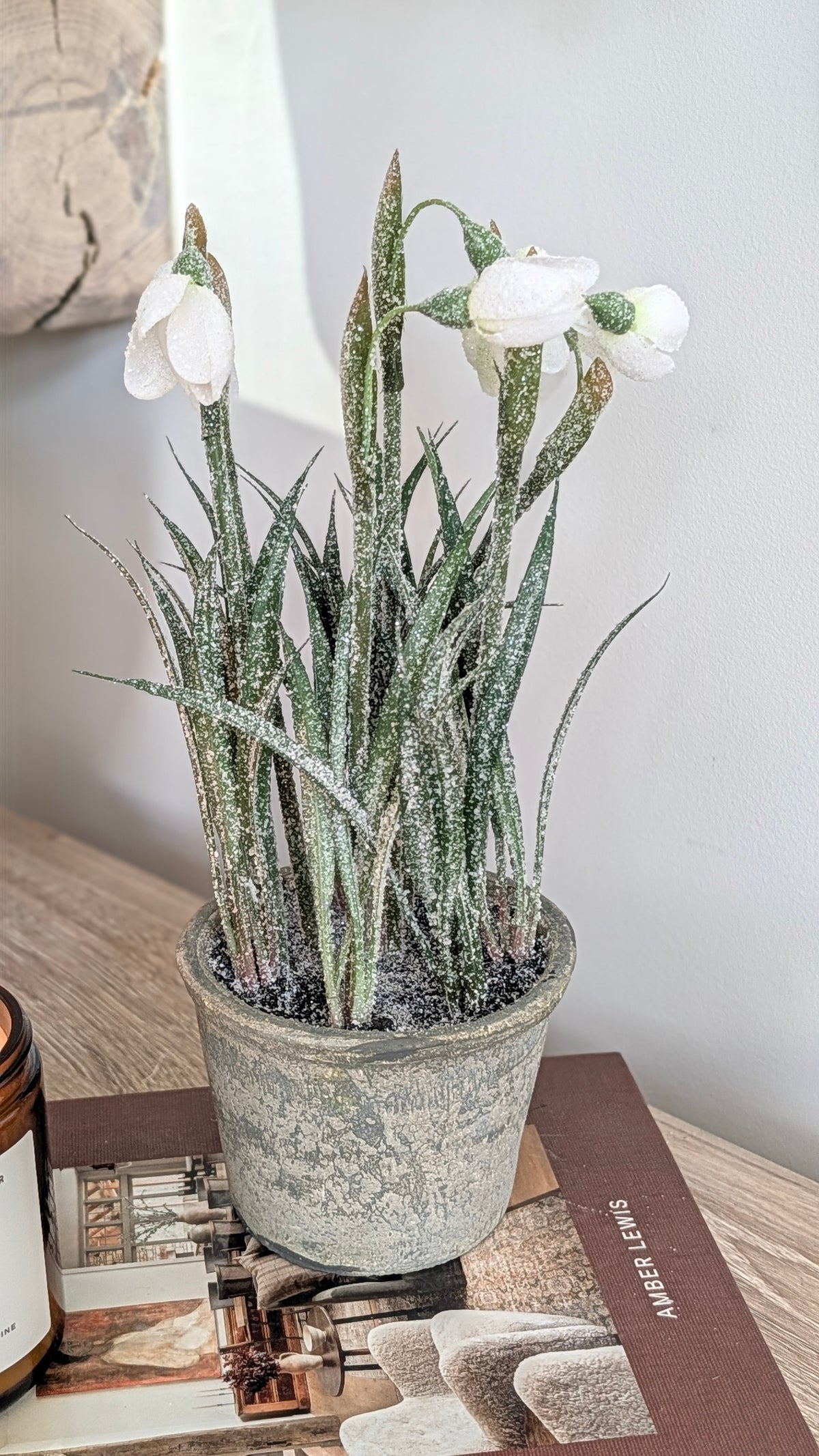 Frosted Potted Snowdrops