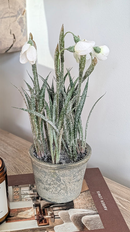 Frosted Potted Snowdrops