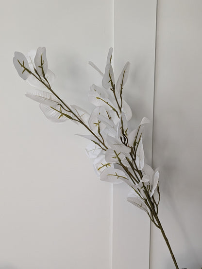 Large White Eucalyptus Stem